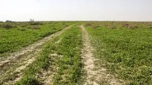 آبگیری حدود ۳۰ درصدی تالاب و مراتع جازموریان در جنوب کرمان 
