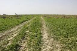 آبگیری حدود ۳۰ درصدی تالاب و مراتع جازموریان در جنوب کرمان 