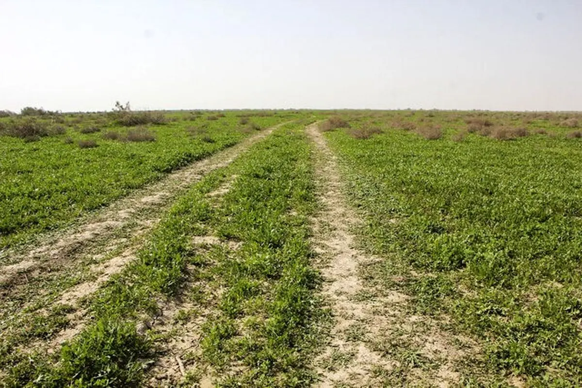 آبگیری حدود ۳۰ درصدی تالاب و مراتع جازموریان در جنوب کرمان 