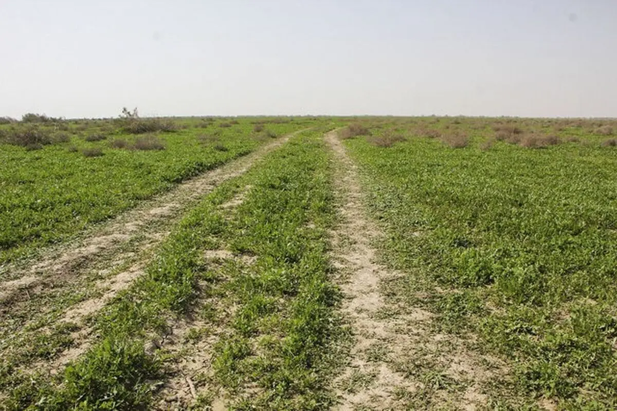 آبگیری حدود ۳۰ درصدی تالاب و مراتع جازموریان در جنوب کرمان 