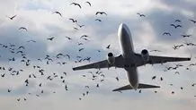 برخورد هواپیمای آموزشی با پرنده+ ویدئو