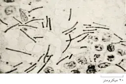 چرا به علم اعتماد کنیم؟(4)