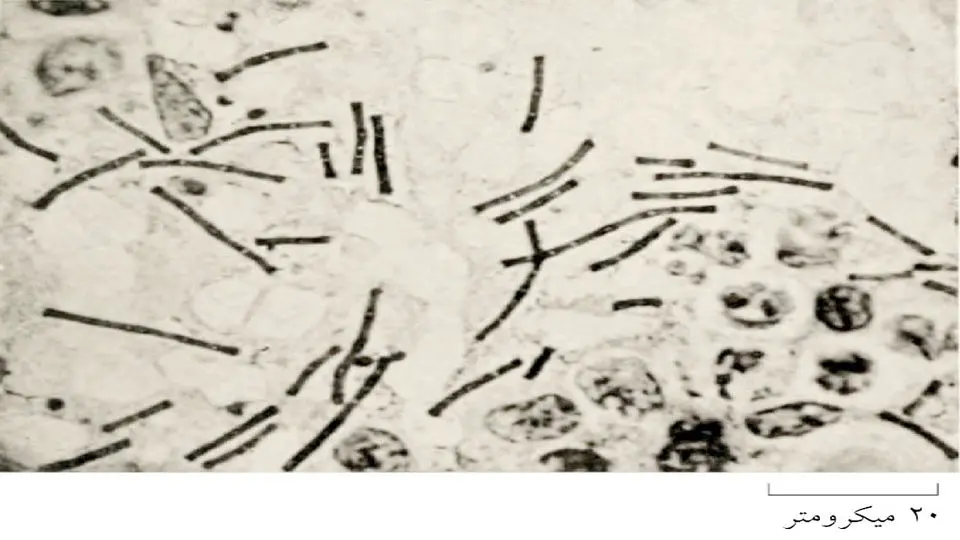 چرا به علم اعتماد کنیم؟(4)