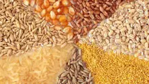 سقف جدید نرخ ارز نهاده‌های دام و طیور اعلام شد

