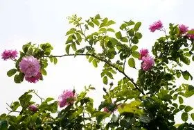 برداشت گل محمدی در روستای اله رودبار بابل
