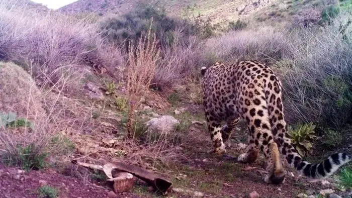 پلنگ‌کُشی در پناه جنگ