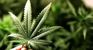  کشف بزرگترین باند نگهداری ماریجوانا در ری

