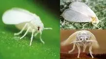 چرا جای نیش پشه ورم می‌کند و چگونه از آن پیشگیری کنیم؟