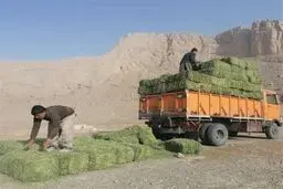 نذر علوفه در شاهرود زنده شد 