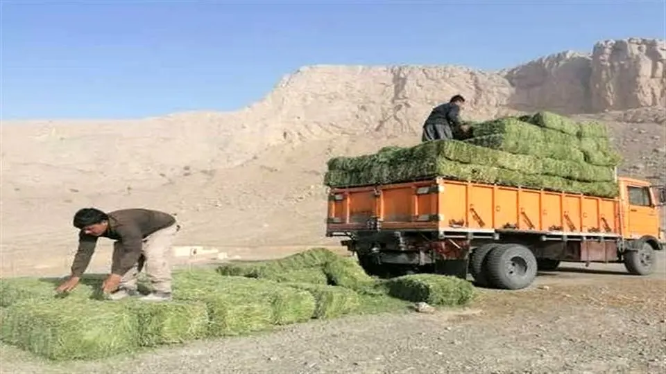 نذر علوفه در شاهرود زنده شد 