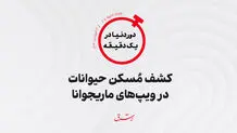 کشف مُسکن حیوانات در ویپ‌های ماریجوانا

