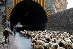 جاده چالوس به دلیل عبور احشام مسدود شد