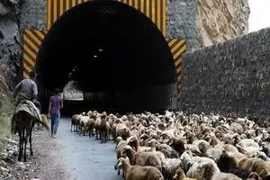 جاده چالوس به دلیل عبور احشام مسدود شد