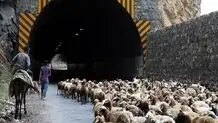 جاده چالوس به دلیل عبور احشام مسدود شد