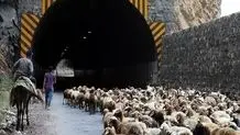 جاده چالوس به دلیل عبور احشام مسدود شد