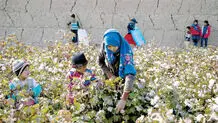 یک تکه زمین فقیر
