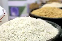 بازار برنج در آستانه تعدیل قیمت؛ عرضه گسترده در روزهای آینده