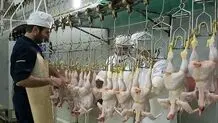 کشتار مرغ‌ها برای فرار از ضرر

