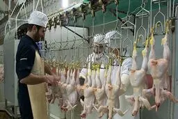 کشتار مرغ‌ها برای فرار از ضرر
