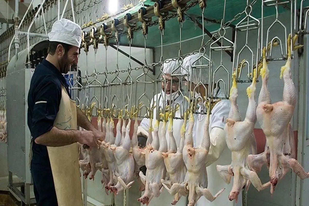 کشتار مرغ‌ها برای فرار از ضرر
