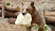 تور غذارسانی به خرس‌ها در کوه‌های سبلان/ ویدئو

