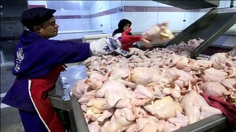  قیمت مرغ پر کشیده/ مطالبات کشاورزان پرداخت نشده