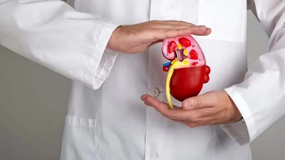 تغذیه مناسب برای حفظ سلامت کلیهها
