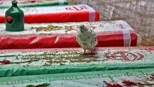 بازگشت پیکر ۸ شهید مدافع‌ حرم از سوریه پس از 7 سال
