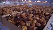 جزییات محدودیت صادرات خرما 