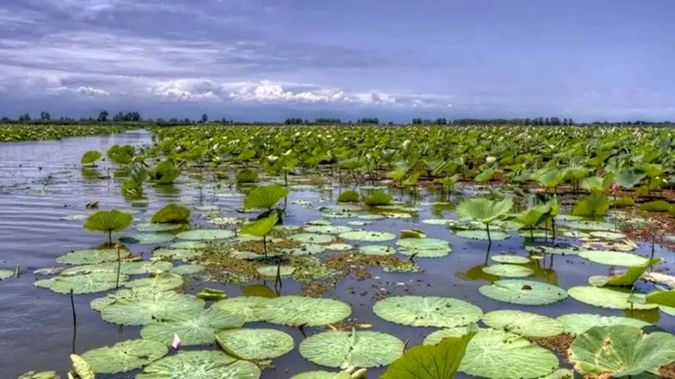 باشگاه استقلال حامی تالاب‌های کشور