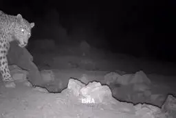 مشاهده یک پلنگ ایرانی برای نخستین‌بار در پارک ملی قطرویه + ویدیو