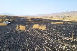 مزارع جو و گندم در کرمانشاه سوخت/ جزییات آتش سوزی و میزان خسارت به کشاورزان 