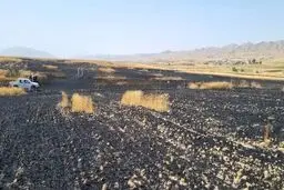مزارع جو و گندم در کرمانشاه سوخت/ جزییات آتش سوزی و میزان خسارت به کشاورزان 