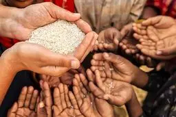 فاجعه غذایی در راه است 