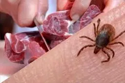 احتمال شیوع بیماری تب کریمه کنگو در گرما