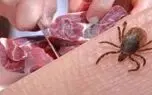 ۹ بیمار مبتلا به تب کریمه کنکو در یزد شناسایی شدند / یک نفر جان باخت