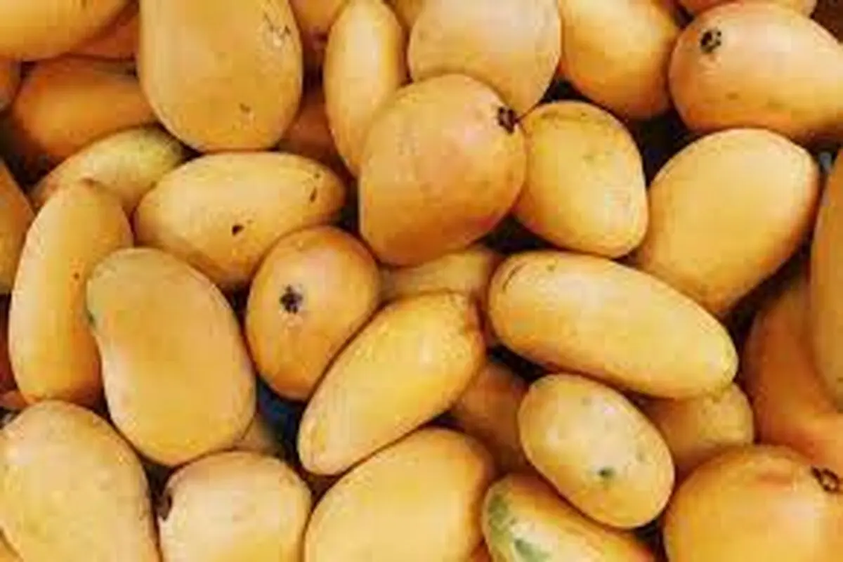 اقتصاد انبه‌ای


