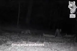 ۴ پلنگ ایرانی در سوادکوه+ ویدئو