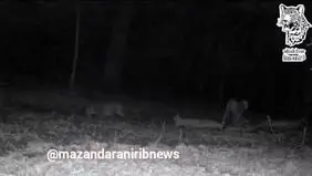 ۴ پلنگ ایرانی در سوادکوه+ ویدئو