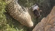 علت مرگ پلنگ در پناهگاه عباس‌آباد چه بود؟