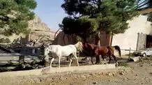 پوشش گیاهی در این ۱۲ روز چه میزان آسیب دید ؟ 