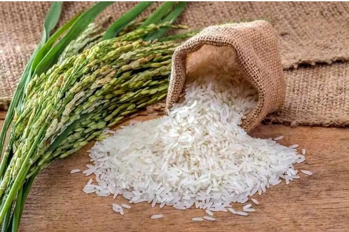 قیمت برنج ایرانی امروز ۱۰ خرداد ۱۴۰۴