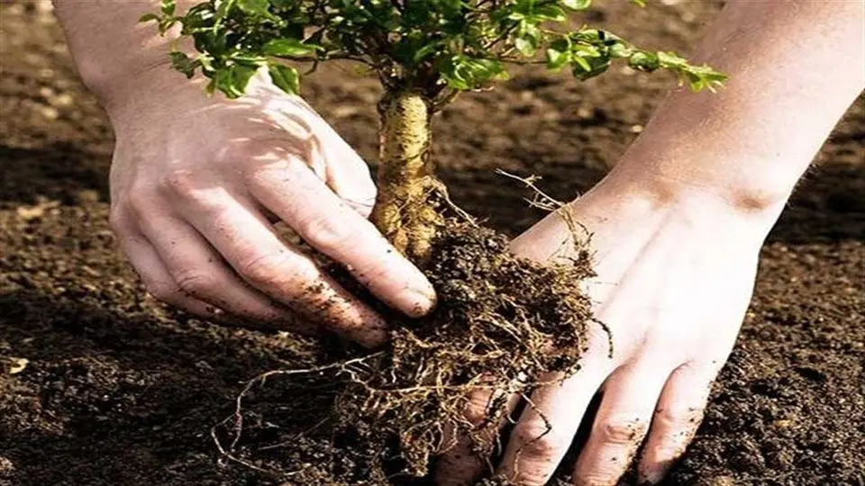  آغاز طرح کاشت یک میلیارد درخت / توزیع رایگان نهال در تهران