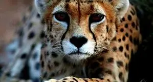 ۲۷ یوزپلنگ ایرانی شناسایی شد 