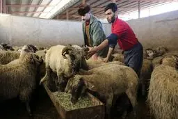 بررسی قیمت دام زنده در استان‌های مختلف؛ ۳۱ اردیبهشت ۱۴۰۴