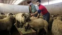 سقوط ۱۱۷ راس گوسفند از صخره
