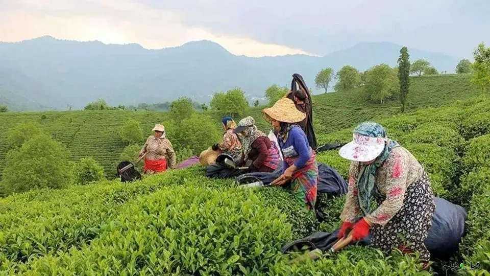 چایکاران بدون بدهی، صادرات در اوج!