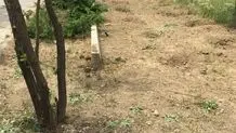 سریال جابه‌جایی شبانه درختان پایتخت