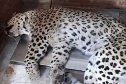 پلنگ ماده ۳ ساله تلف شد