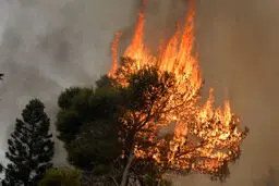 درخت تاریخی سیاهکل طعمه آتش‌افروزی شد
